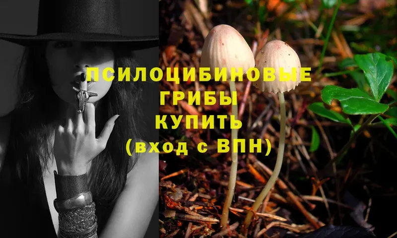 Галлюциногенные грибы Magic Shrooms  закладки  Черкесск 